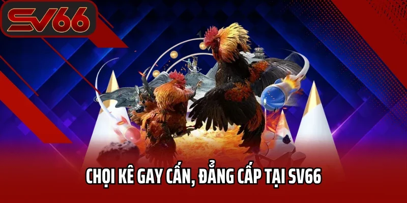 SV66 Dallasy - Link Vào Nhà Cái SV66 Mobile Mới Nhất 2026 33 Chọi kê gay cấn, đẳng cấp tại SV66